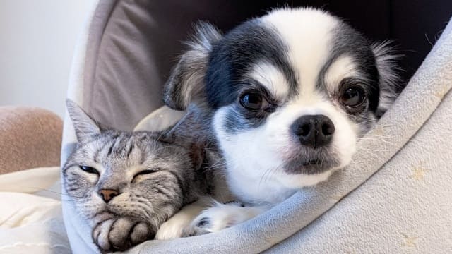 犬と猫